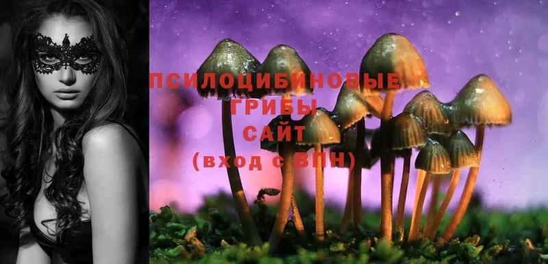 Псилоцибиновые грибы Psilocybine cubensis  Барыш 